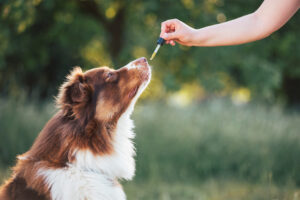 Lire la suite à propos de l’article Le CBD pour animaux : une solution naturelle pour le bien-être de vos compagnons